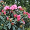 Arabella - różanecznik jakuszimański - Arabella - Rhododendron yakushimanum