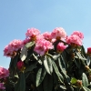 Arabella - różanecznik jakuszimański - Arabella - Rhododendron yakushimanum