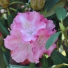 Arabella - różanecznik jakuszimański - Arabella - Rhododendron yakushimanum