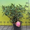 Aprilglocke - różanecznik Williamsa - Aprilglocke - Rhododendron williamsianum