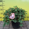 Vater Böhlje - Рододендрон Bильямса - Vater Böhlje - Rhododendron williamsianum