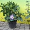 Arkadius fortunei - Рододендрон гибридный - Arkadius fortunei - Rhododendron hybridum