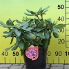 Azurro - różanecznik wielkokwiatowy - Azurro - Rhododendron hybridum