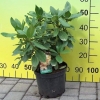 Belkanto - Рододендрон гибридный - Belkanto - Rhododendron hybridum