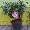 Blutopia - Rhododendron Hybride - Blutopia - Rhododendron hybridum