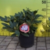 Brigitte - insigne-hybr. - różanecznik wielkokwiatowy - Brigitte -  insigne-hybr. - Rhododendron hybridum