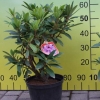 Burgundula - Рододендрон гибридный - Burgundula - Rhododendron hybridum