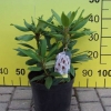 Calsap - Rhododendron Hybride - Calsap - Rhododendron hybridum