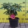 Catharine van Tol - różanecznik wielkokwiatowy - Catharine van Tol - Rhododendron hybridum