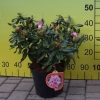 Cheer - Rhododendron hybrid - Cheer - Rhododendron hybridum