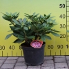 Cosmopolitan - różanecznik wielkokwiatowy - Cosmopolitan - Rhododendron hybridum