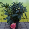 Erato - Rhododendron hybrid - Erato - Rhododendron hybridum