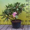 Francesca - Rhododendron hybrid - Francesca - Rhododendron hybridum