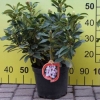 Graffito - różanecznik wielkokwiatowy - Graffito - Rhododendron hybridum