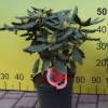 Hachmann's Feuerschein - różanecznik wielkokwiatowy - Hachmann's Feuerschein - Rhododendron hybridum