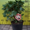 Lachsgold - różanecznik wielkokwiatowy - Lachsgold - Rhododendron hybridum