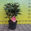 Mars - Рододендрон гибридный - Mars - Rhododendron hybridum
