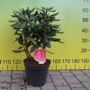 Mars - Rhododendron hybrid - Mars - Rhododendron hybridum