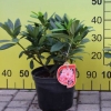 Orangina - Rhododendron hybrid - Orangina - Rhododendron hybridum