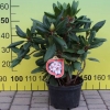 Simona - campylocarpum - Рододендрон гибридный - Simona - campylocarpum - Rhododendron hybridum