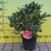 Van Weerden Poelman - różanecznik wielkokwiatowy - Van Weerden Poelman - Rhododendron hybridum