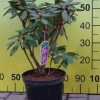Winterpurpur - Рододендрон гибридный - Winterpurpur - Rhododendron hybridum