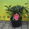 Astrid - Różanecznik jakuszimański - Astrid - Rhododendron yakushimanum