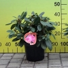 Blurettia - Różanecznik jakuszimański - Blurettia - Rhododendron yakushimanum