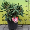 Daniela - różanecznik jakuszimański - Daniela - Rhododendron yakushimanum