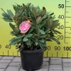 Gunborg - Różanecznik jakuszimański - Gunborg - Rhododendron yakushimanum