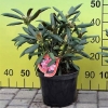 Loreley - Rhododendron yakushimanum - Loreley - Rhododendron yakushimanum