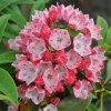 Kalmia latifolia 'Ostbo Red' - kalmia szerokolistna - Kalmia latifolia 'Ostbo Red'