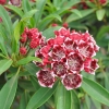 Kalmia latifolia 'Ostbo Red' - kalmia szerokolistna - Kalmia latifolia 'Ostbo Red'