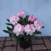 Brigitte - insigne-hybr. - różanecznik wielkokwiatowy - Brigitte -  insigne-hybr. - Rhododendron hybridum