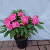 Catharine van Tol - różanecznik wielkokwiatowy - Catharine van Tol - Rhododendron hybridum