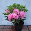 Haaga - Rhododendron hybrid - Haaga - Rhododendron hybridum