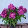 Libretto - Rhododendron Hybride - Libretto - Rhododendron hybridum