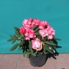 Daniela - różanecznik jakuszimański - Daniela - Rhododendron yakushimanum