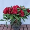 Francesca - Rhododendron hybrid - Francesca - Rhododendron hybridum