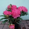 Astrid - Różanecznik jakuszimański - Astrid - Rhododendron yakushimanum