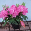 Hellikki - Rhododendron - Hellikki - Rhododendron
