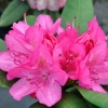 Catharine van Tol - różanecznik wielkokwiatowy - Catharine van Tol - Rhododendron hybridum