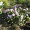 Blue Peter - Różanecznik wielkokwiatowy - Blue Peter - Rhododendron hybridum
