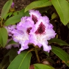 Blue Peter - Różanecznik wielkokwiatowy - Blue Peter - Rhododendron hybridum