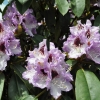 Blue Peter - Różanecznik wielkokwiatowy - Blue Peter - Rhododendron hybridum