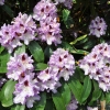 Blue Peter - Różanecznik wielkokwiatowy - Blue Peter - Rhododendron hybridum
