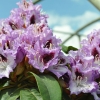 Blue Peter - Różanecznik wielkokwiatowy - Blue Peter - Rhododendron hybridum