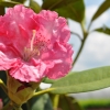 Morgenrot -  różanecznik jakuszimański - Morgenrot - Rhododendron yakushimanum