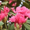 Morgenrot -  różanecznik jakuszimański - Morgenrot - Rhododendron yakushimanum
