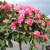 Morgenrot -  różanecznik jakuszimański - Morgenrot - Rhododendron yakushimanum